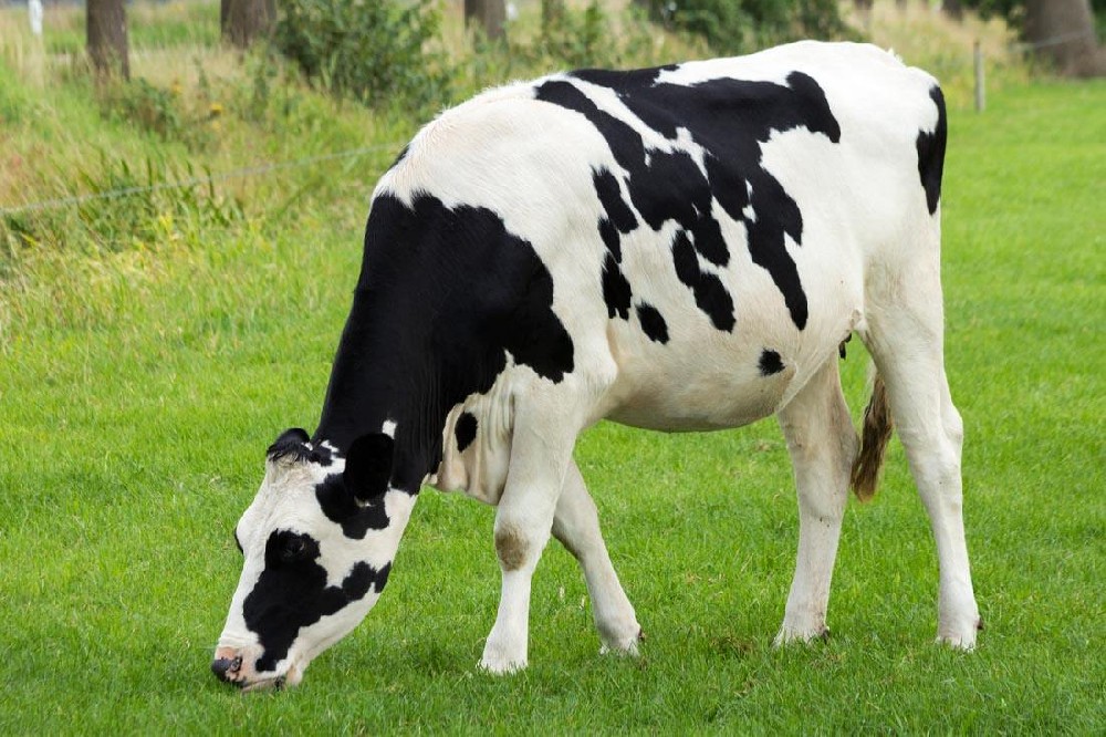 奶牛發(fā)燒用藥，獸藥殘留檢測儀幫你檢測是否超標(biāo)