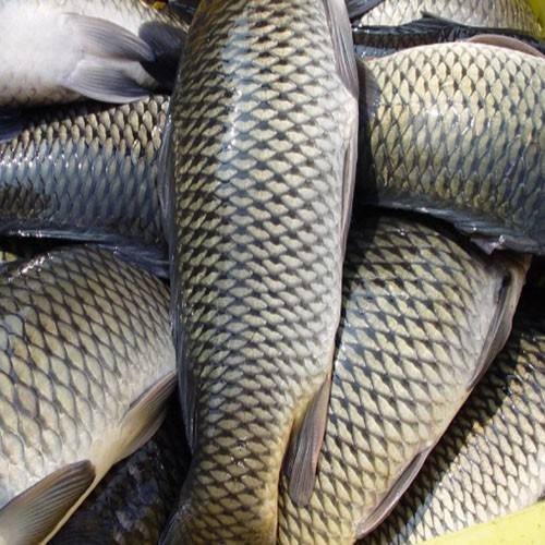 草魚中檢測出獸藥殘留，為什么水產(chǎn)品頻頻中招