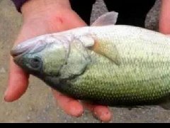 水產(chǎn)養(yǎng)殖中檢測出非法添加的孔雀石綠，怎么看？