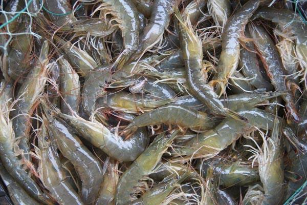 水產(chǎn)品氯霉素再次被檢測出，一旦發(fā)現(xiàn)立馬嚴(yán)處