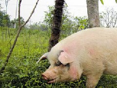 死豬肉流入市場，檢察機(jī)關(guān)正式進(jìn)入調(diào)查