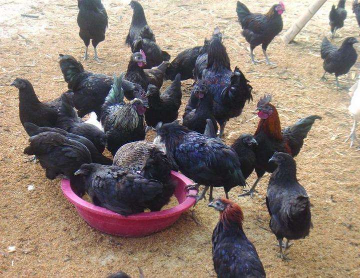 烏雞檢測出獸藥殘留超標(biāo)6倍