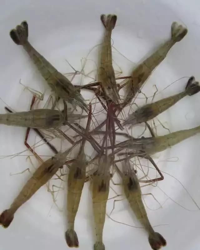 農(nóng)貿(mào)市場(chǎng)中出售的河蝦、鴨肫獸藥殘留超標(biāo)，購(gòu)買時(shí)一定要注意