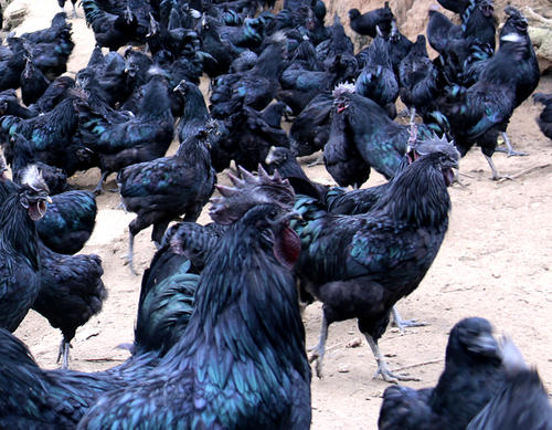 烏雞中檢測(cè)出獸藥殘留，你還敢吃嗎