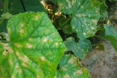 農(nóng)藥殘留速測儀是進行農(nóng)殘檢測**的方式嗎？