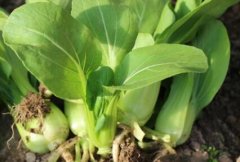 農(nóng)藥殘留速測儀可以規(guī)范農(nóng)藥的使用嗎？