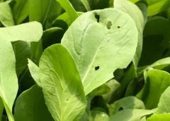 農(nóng)殘超標農(nóng)產(chǎn)品需要用什么儀器？